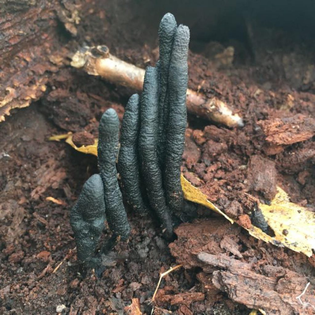 a fungus coming out of the ground that looks like human fingers