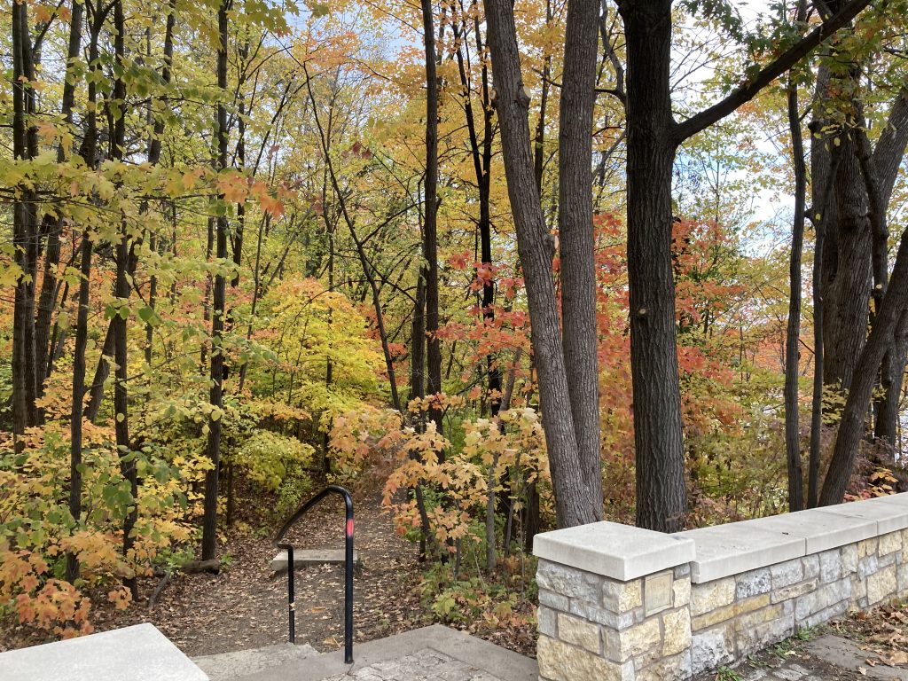 At the top of some limestone steps, about to enter the Winchell Trail from the south end. In the lower right, a limestone wall. In the center, a black railing. More than half of the image is yellow leaves, mostly on trees, some on the dirt trail which used to be asphalt. On the right side, a stand of straight brown trunks.