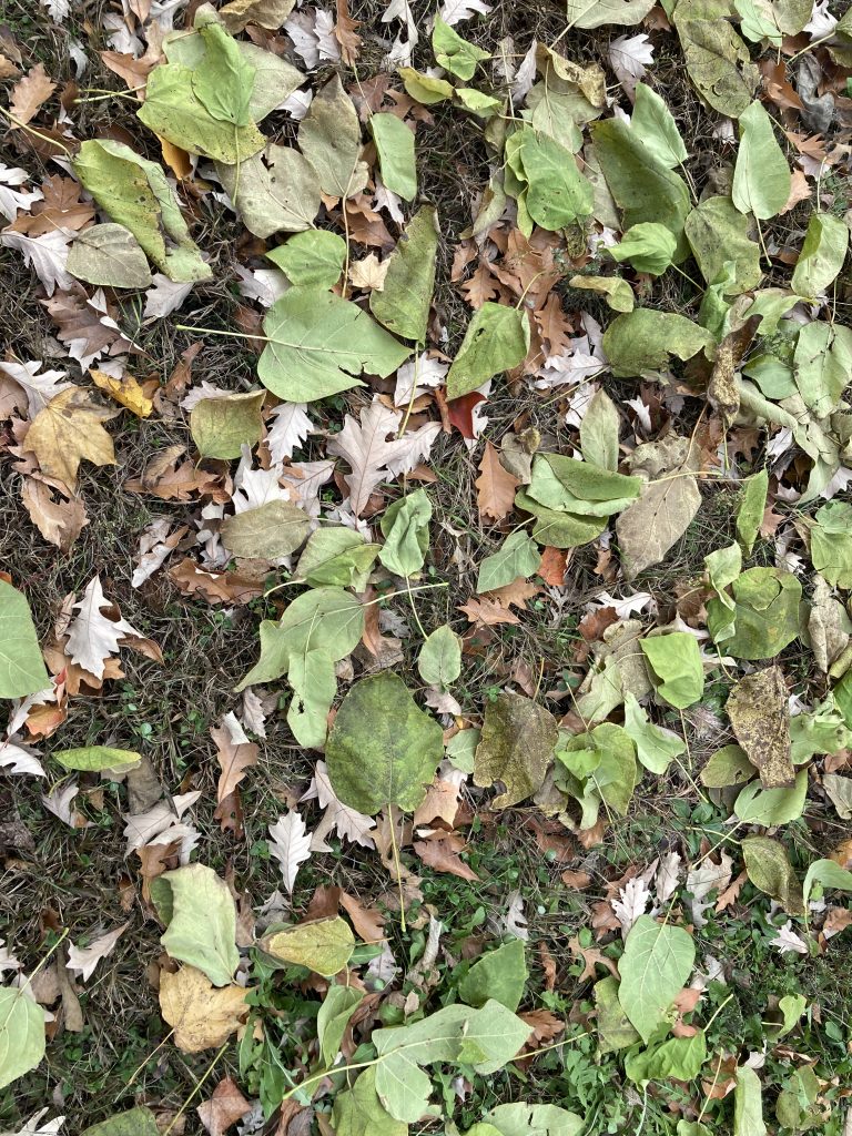 An image of the ground covered in leaves, most of them green. A strange sight in late fall when most of the fallen leaves are usually brown or orange or gold. When I took this picture, the ground seemed to glow from the green, but now, looking at the image, everything is muted and dull and boring. Is it my lack of functioning cone cells, my inability to take a decent picture, or something else?