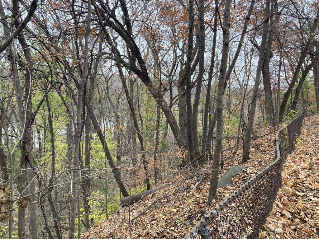 Overlooking a forest that winds down to the river, which is a faint white -- or no color, just the absence of brown branches and yellowed leaves. Mostly bare branches and a brown ground covered in fallen leaves. In the lower right-hand corner a chain link fence stretches. This fence marks where the Winchell Trail used to go after coming up from the ravine. Now it's barely a trail, mostly hidden by leaves, no longer maintained. Just outside of the frame on the left, a green leaf flutters in the wind.