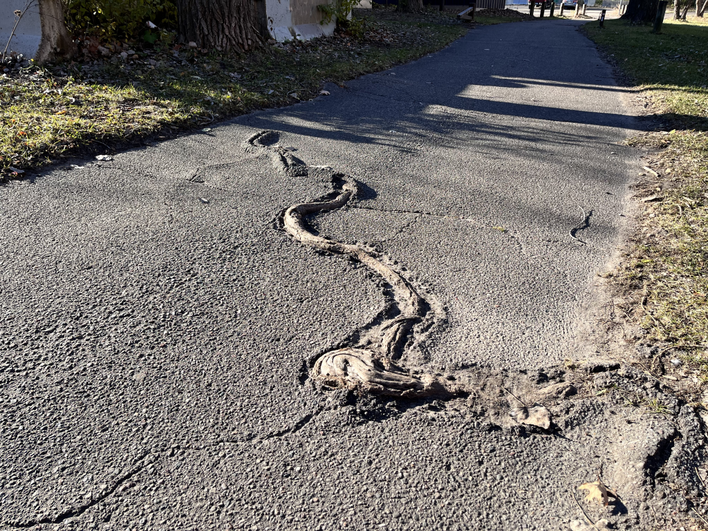 a cracked sidewalk with a tree root winding through it, looking like a snake