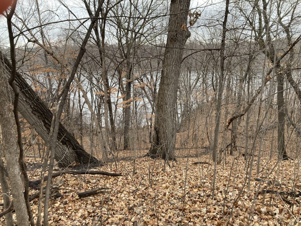  My view from above the gorge: bare limbed trees, all trunk and thin branches. A few trunks are thick — like the one near the center of the image or the one leaning on the left side — but most are thin, creating a transparent screen between runner (me) and river.                